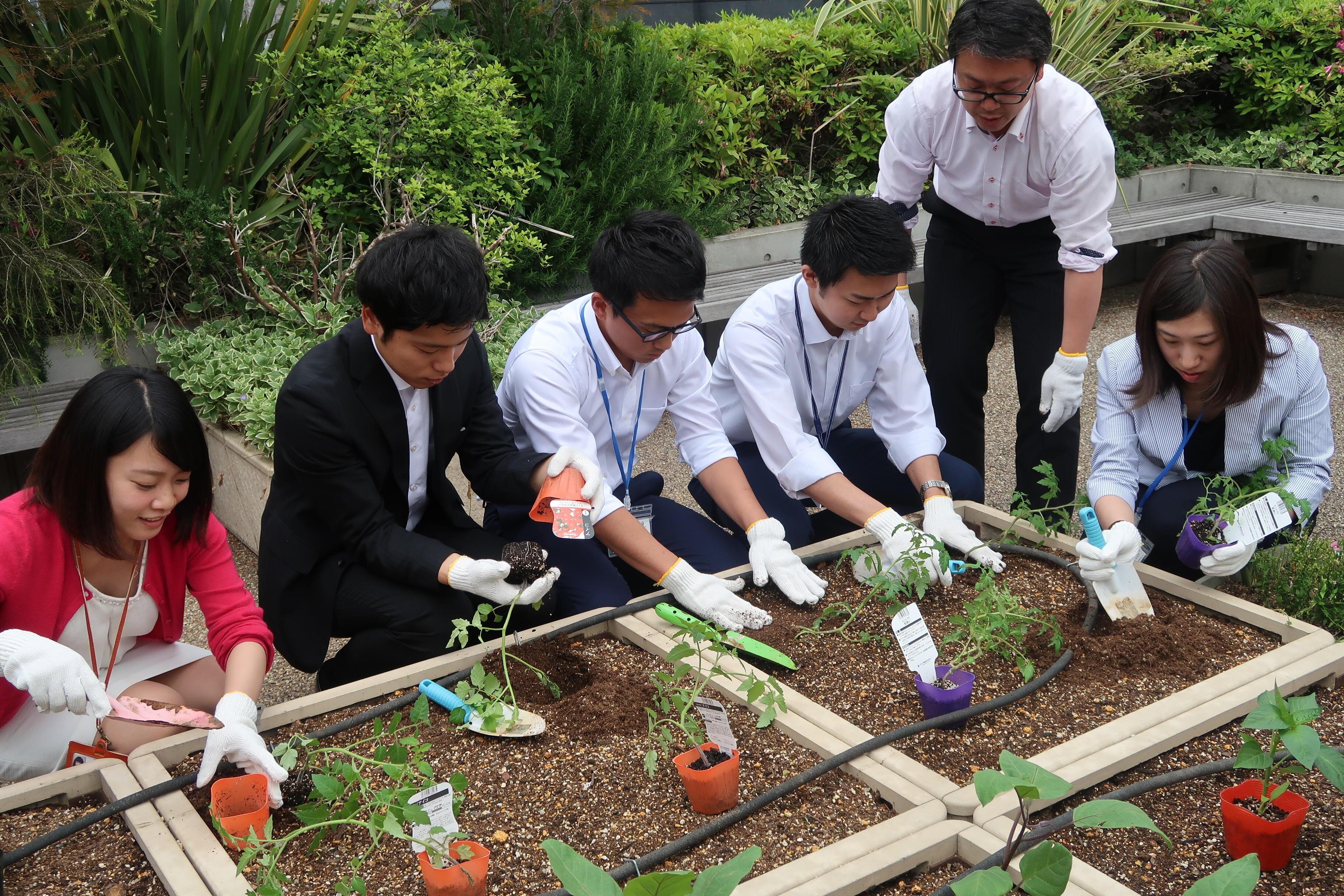 苗植えの様子